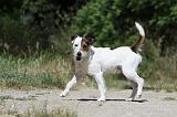 PARSON RUSSEL TERRIER 085